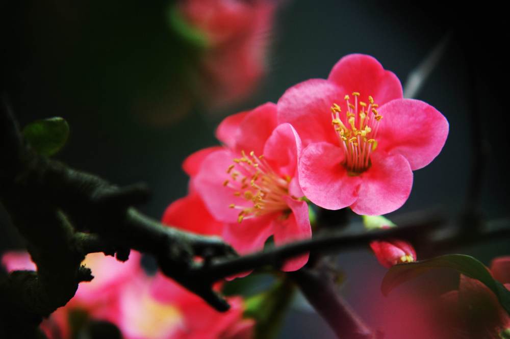 海棠花叶子干枯的原因,海棠花叶子干枯什么原因