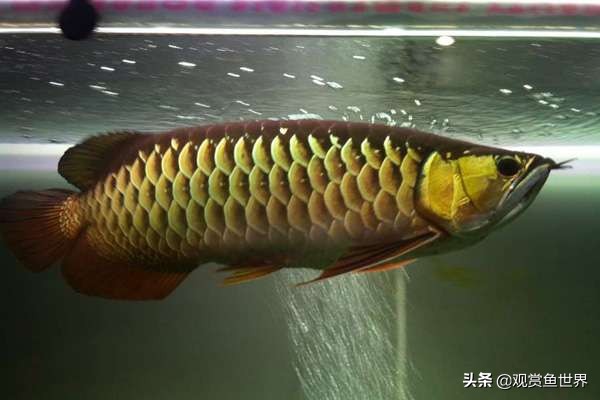 龙鱼掉眼的防治,预防龙鱼掉眼的方法你知道多少呢