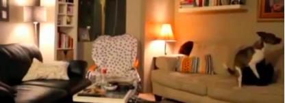 上班族养狗正确方法,上班族怎么养刚满月的狗