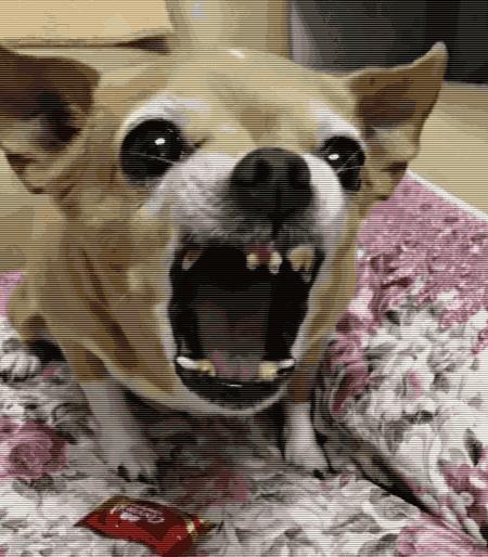 狗子吃醋女朋友,狗子喜欢女朋友怎么办