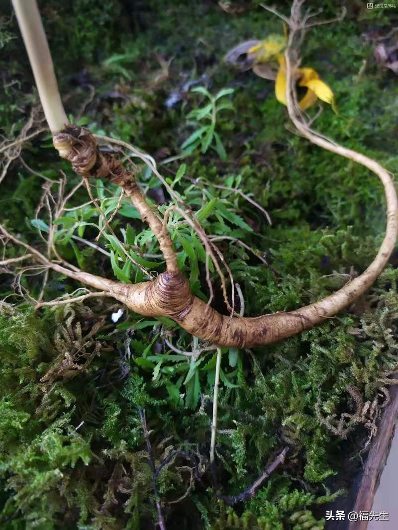 人参冷门常识,解读人参