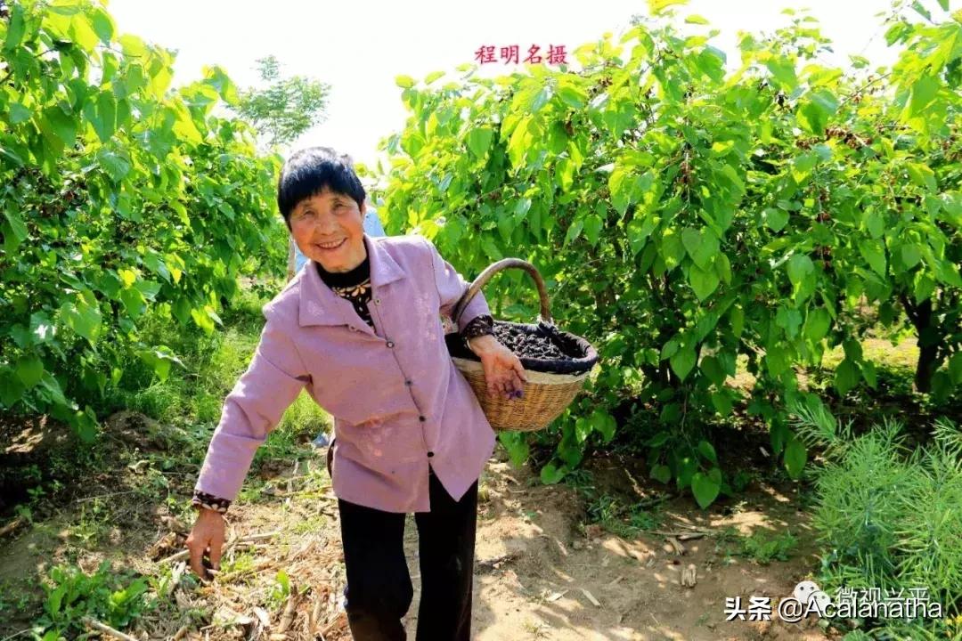 兴平千亩桑葚成熟啦！