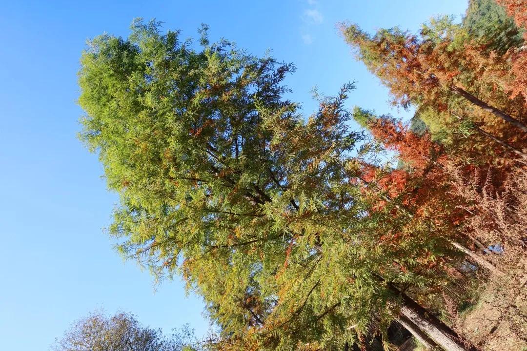 昆明甸尾村的水杉真的太美了,昆明甸尾水杉林网红打卡地