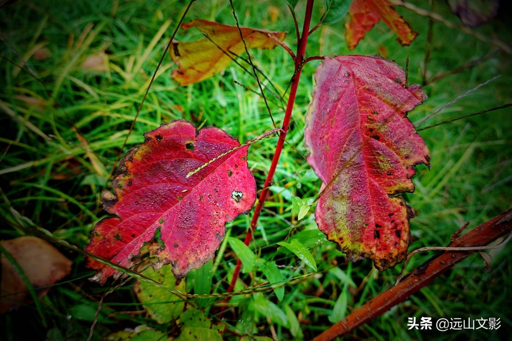 索尼黑卡二怎么拍,索尼黑卡2大光圈拍视频