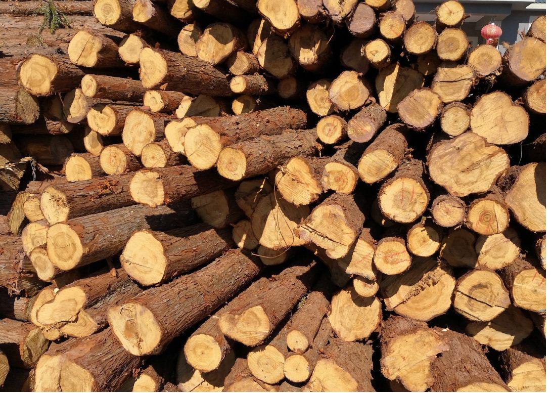 杉木芯如何分辨好坏,香杉木芯生态板好坏分辨