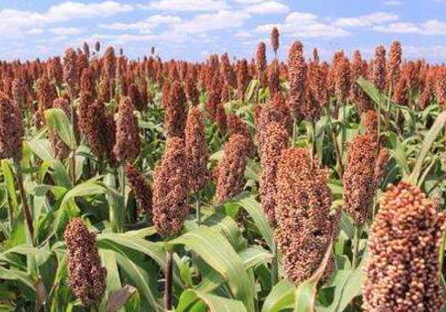 高粱的种植施肥,高粱种植技术和播种方法