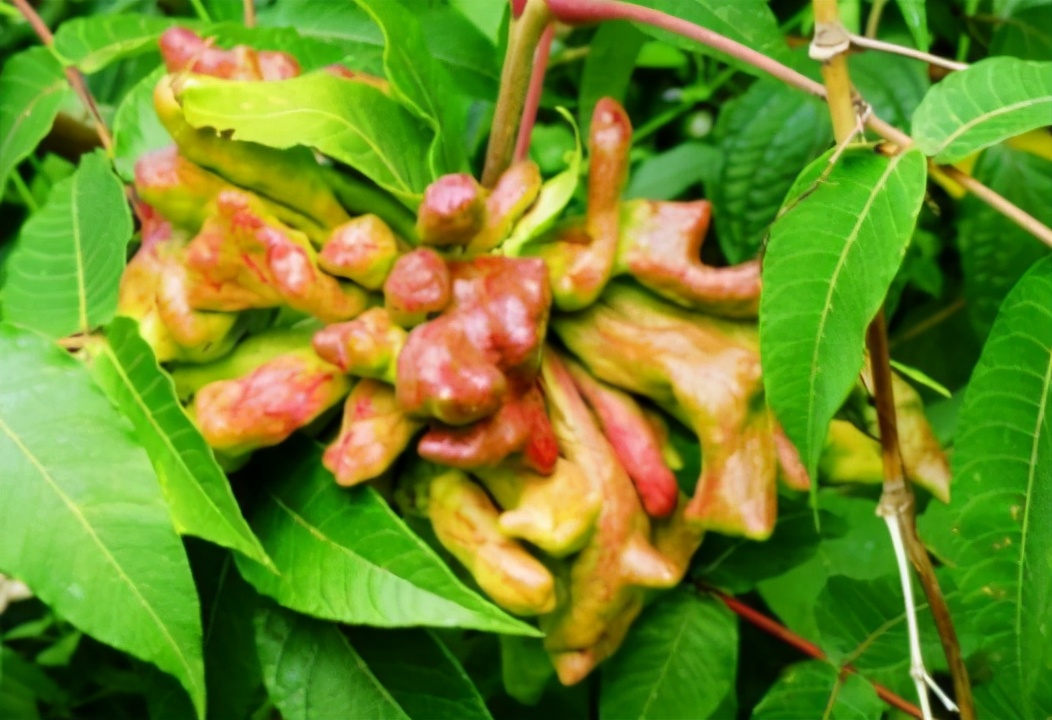 果子含百条虫子，儿时常采摘来卖，如今80元1斤，碰到别忘采摘