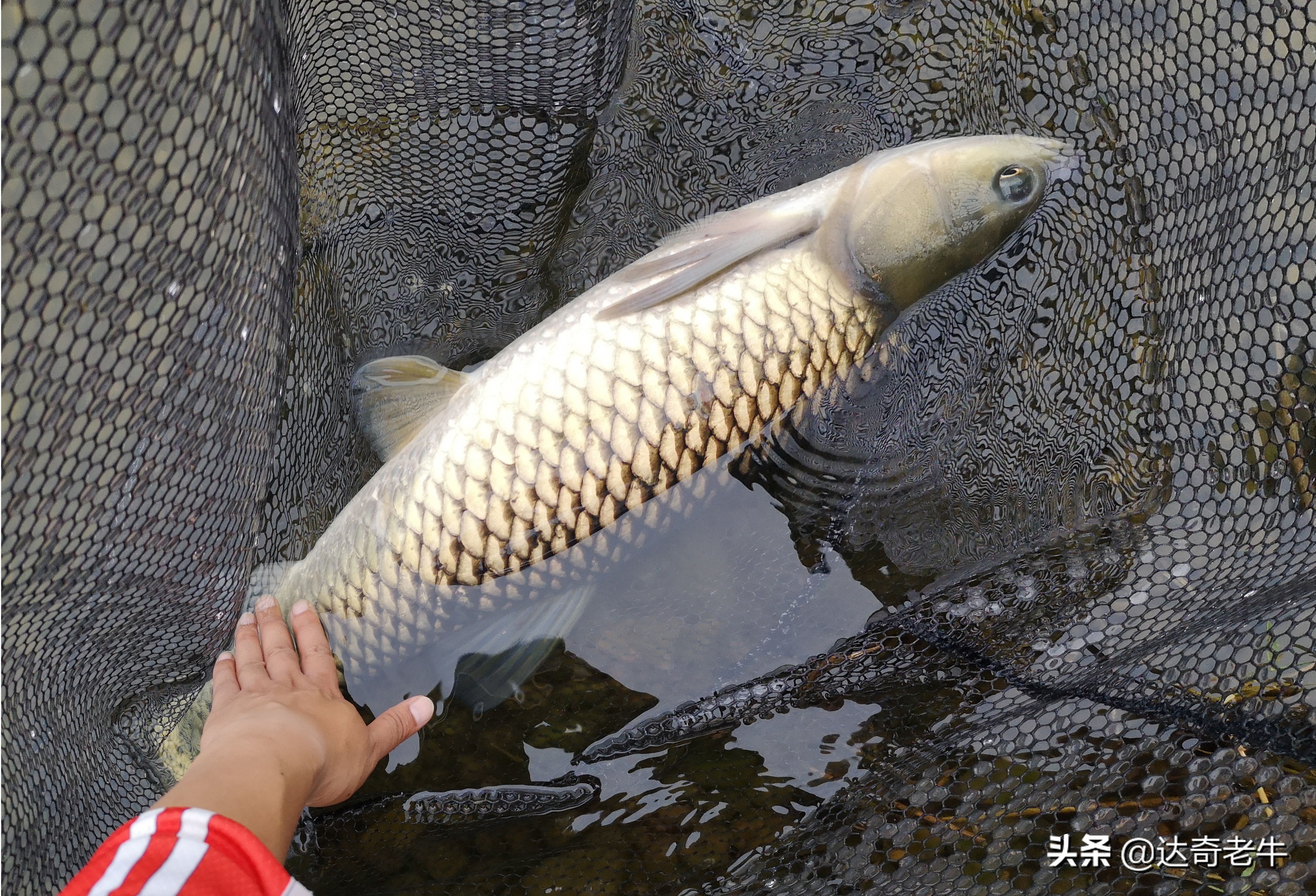 鱼饵狂钓怎么用,饵料狂聚鲤