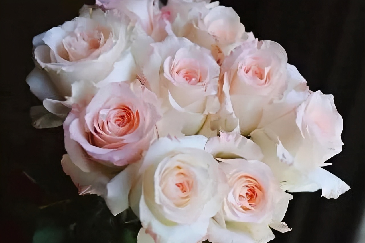 值得入手的玫瑰花,最受欢迎的玫瑰花品种排行