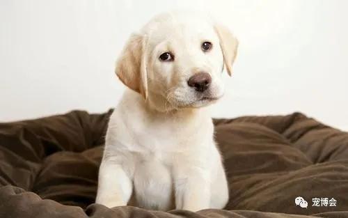 宠物所有特性,宠物的行为和特点