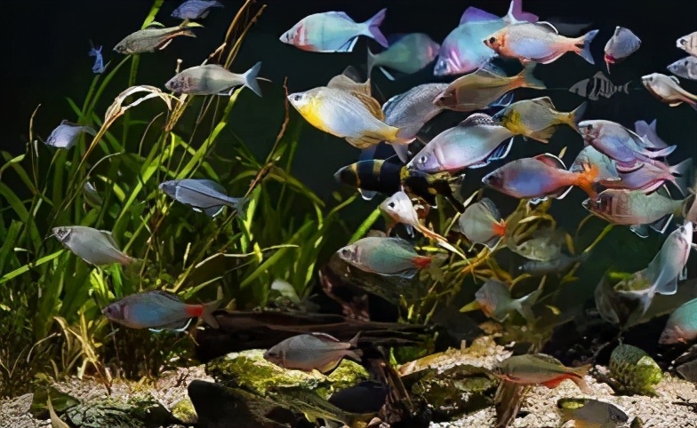 观赏鱼淡水什么鱼最好养不用打氧,观赏鱼什么情况下属于缺氧