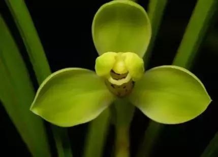 五种最具欣赏价值的兰花,欣赏史上最全的兰花