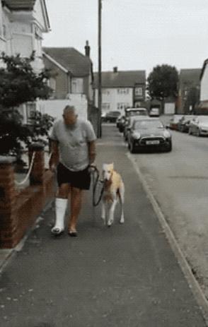 狗狗三个小技巧,狗狗跛行吃什么药