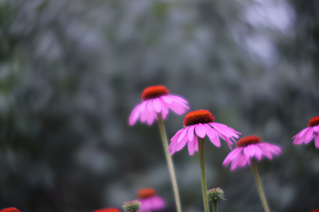 佳能最值得买的三个镜头,佳能全画幅无反推荐