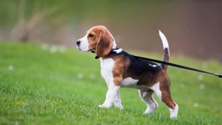 不能给狗吃的六种水果,不适合狗狗吃的菜