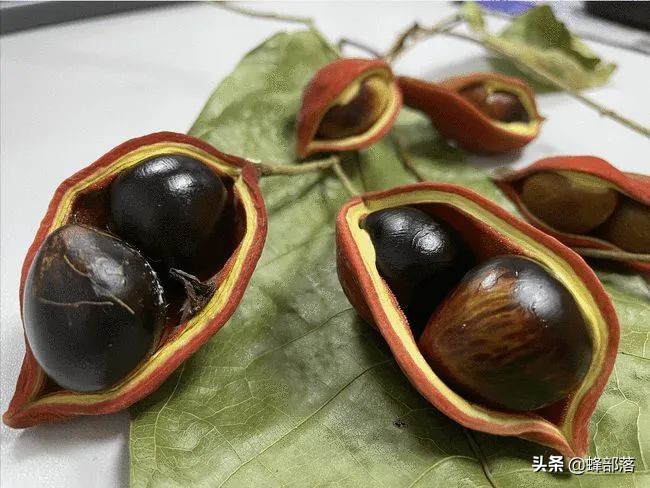 苹婆果广西叫法,假苹婆果实有毒吗