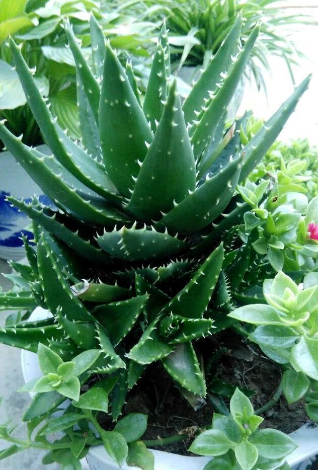 库拉索芦荟叶片长得很长却不肥厚,怎样才使盆栽芦荟叶子长得肥厚