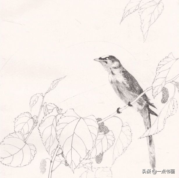 工笔斗方花鸟画图片,工笔花鸟画白描水仙