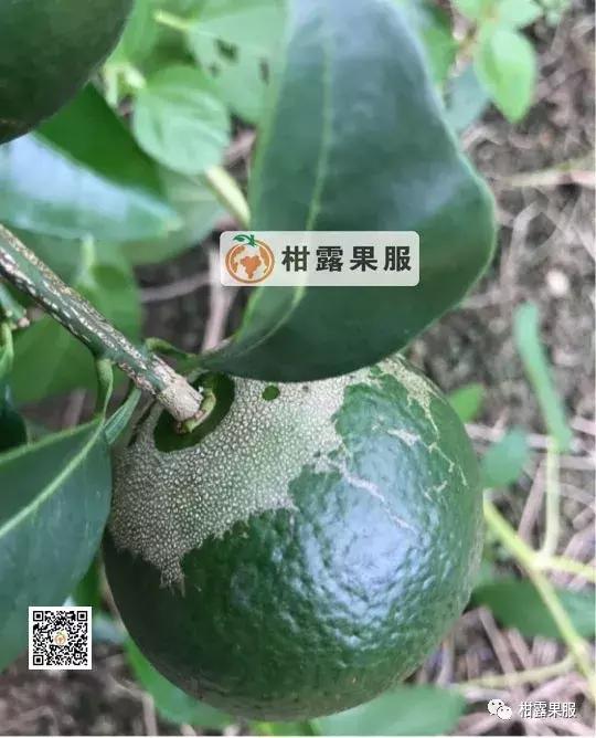 柑橘的常见病虫害和预防方法,柑橘新叶卷曲是什么虫害如何防治