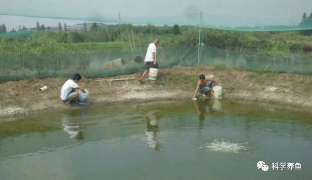 庄稼汉泥鳅养殖是骗局吗,汉川泥鳅养殖技术