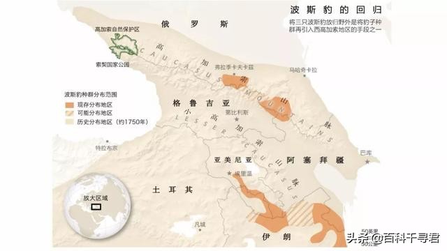 西亚现存最强大的猫科猛兽,史上最凶猛的八大猫科动物