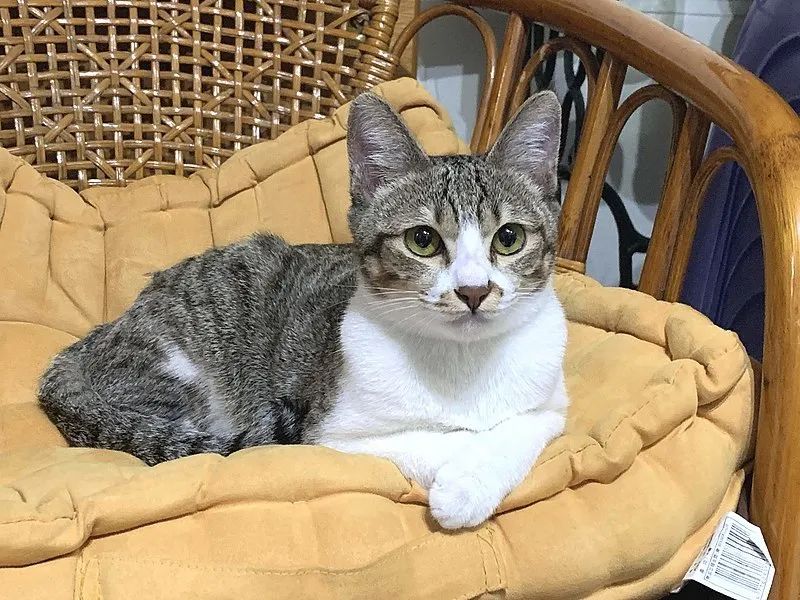 猫身上的弓形虫怎么传播给孕妇,怀孕了就一定要把猫咪送走吗