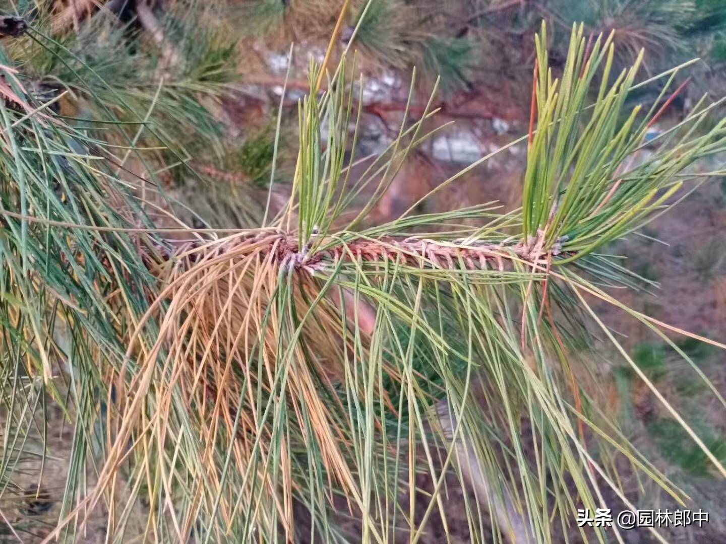 松树针叶发软下垂什么原因,松树针叶枯黄怎么处理