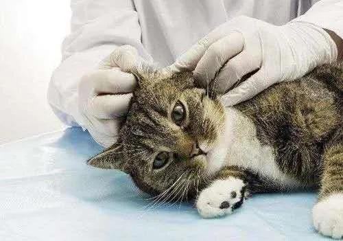 科学养猫喂猫粮,科学营养养宠物