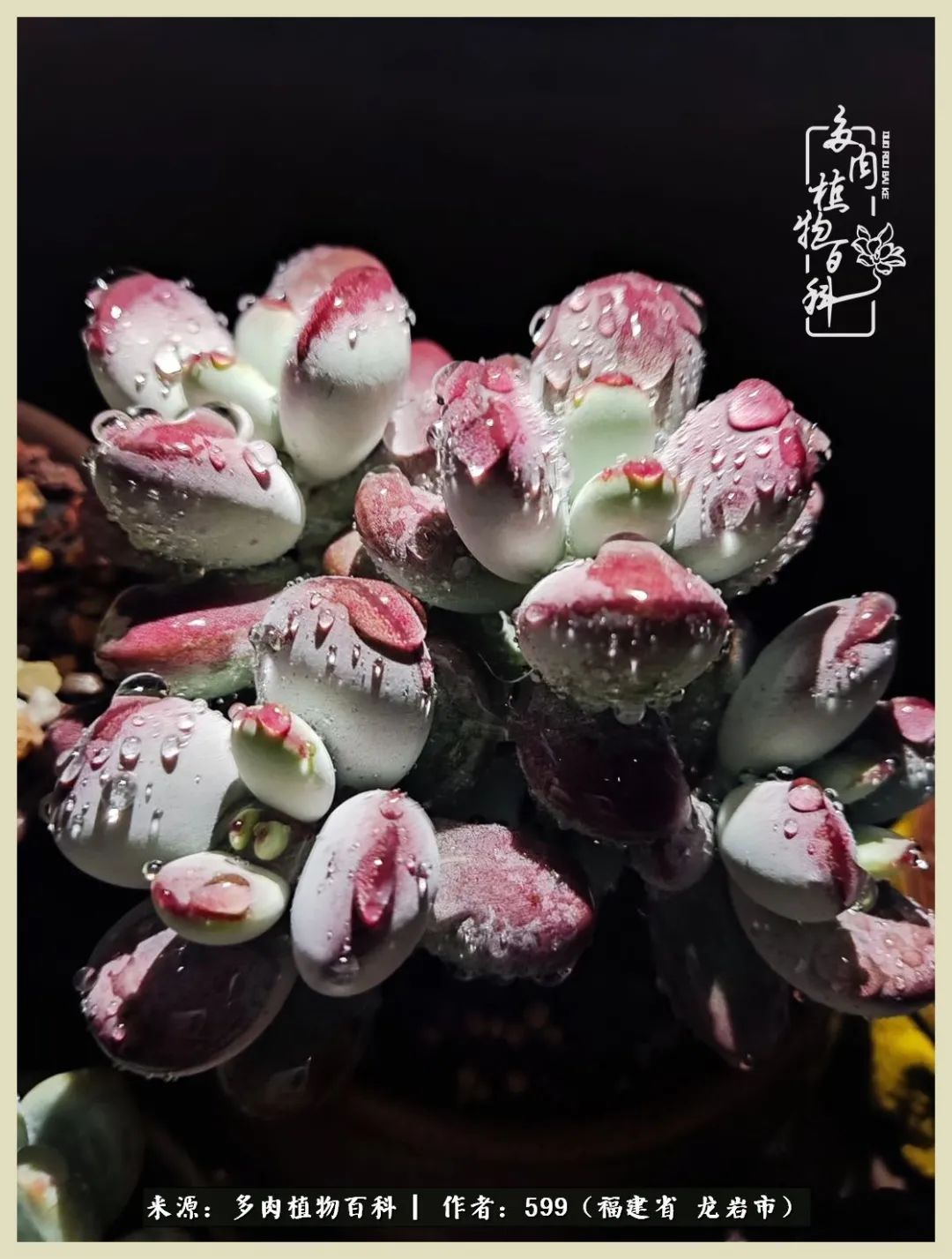 生活需要努力也需要花草,所有的热爱都需要不遗余力图片