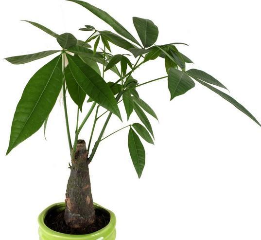 店铺摆什么植物生意好,做生意摆放植物哪些最好