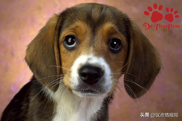 狗狗打喷嚏打出黄鼻涕怎么回事,狗狗流清水鼻涕怎么治疗最快