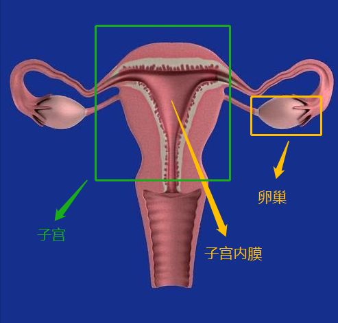 大姨妈来的量少怎么办,大姨妈来的少怎么办吃什么药