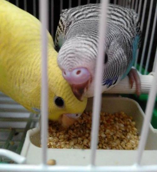 天气太热鹦鹉在家里怎么办,温度过高对鹦鹉有影响吗