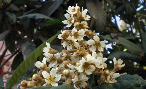 枇杷的食疗,枇杷怎么吃润肺化痰