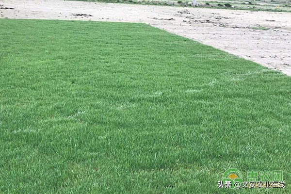 常见的草坪种子,草坪常见草种子有哪些