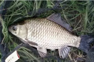 冬天串钩钓鲫鱼用什么钩最好,串钩冬天钓大鲤鱼