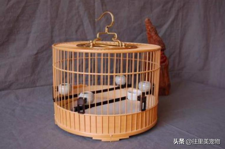 怎么做能养鸟的鸟笼儿童就能学会,100种鸟笼的做法