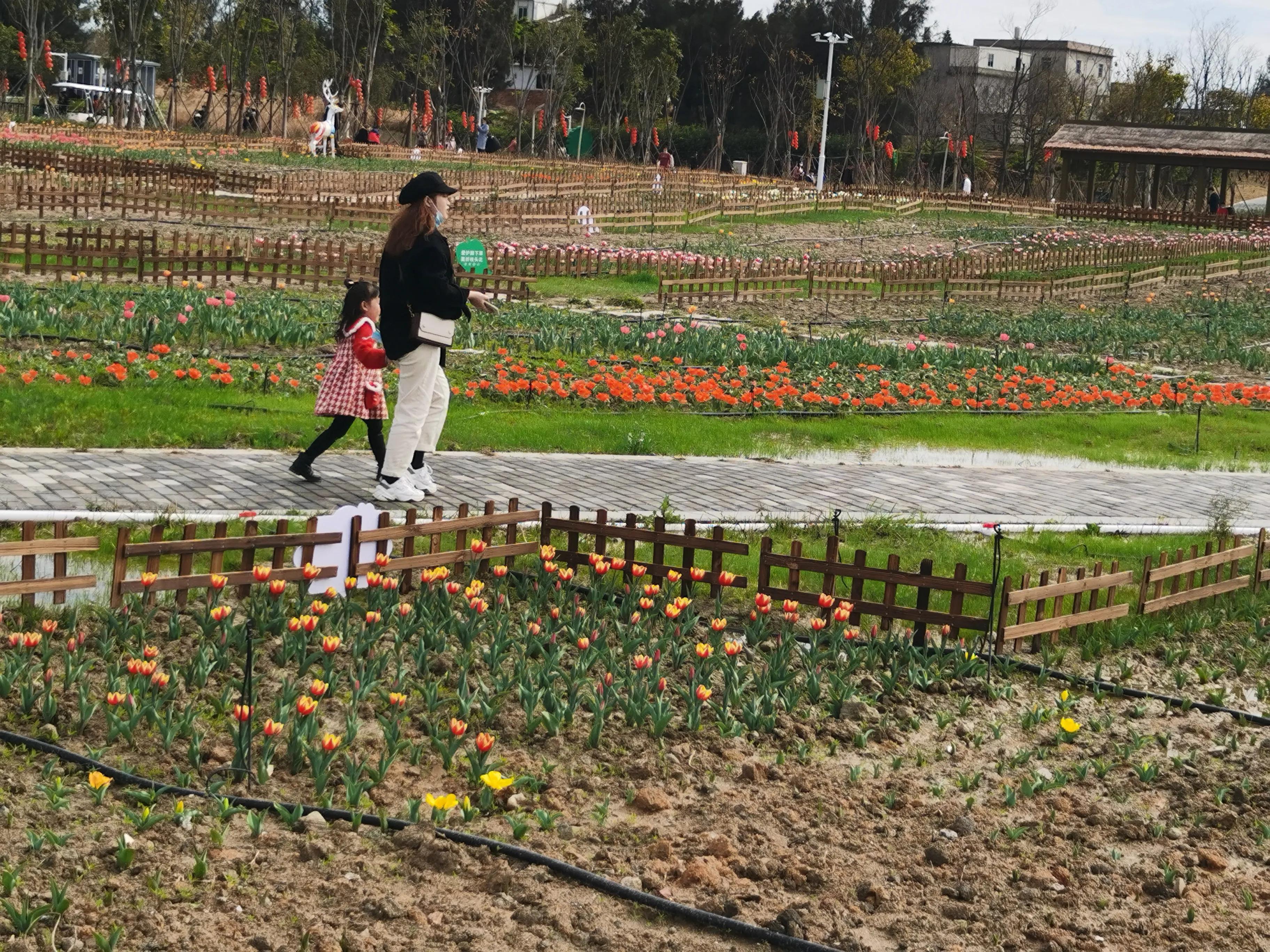 美丽郁金香花海,美丽郁金香gullale小程序