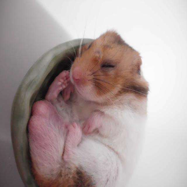 仓鼠冬眠的时候应该怎么养,冬天仓鼠怎么养才不会被冻死