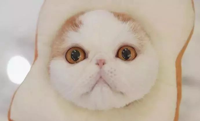 宠物猫粮销量上涨,猫粮一年卖9000万