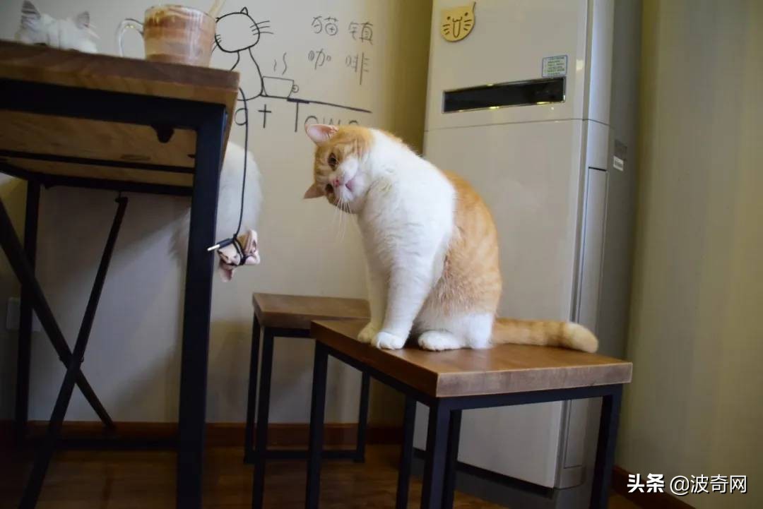 猫猫应激了过后有什么反应,猫猫看到新猫后的应激反应