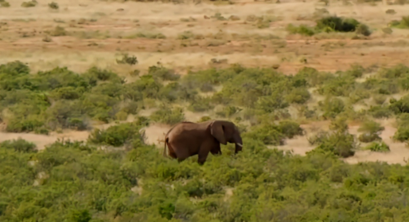 大象大战100只多头蛇,大象之间的求偶战