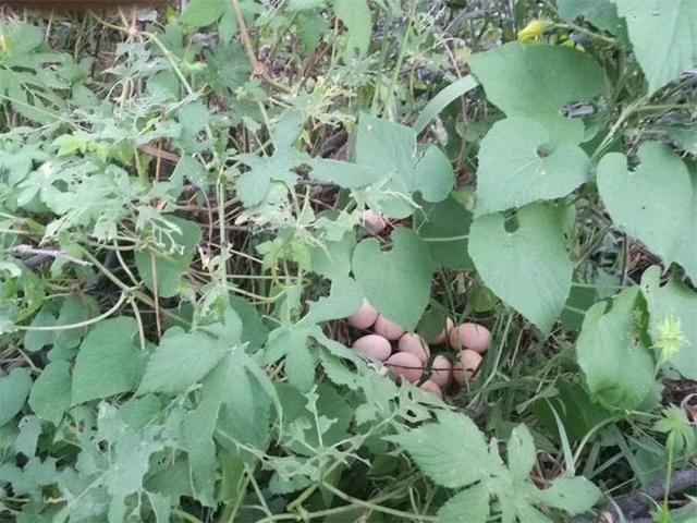 雾灵山内住宿推荐,雾灵山在山上住宿最佳方案