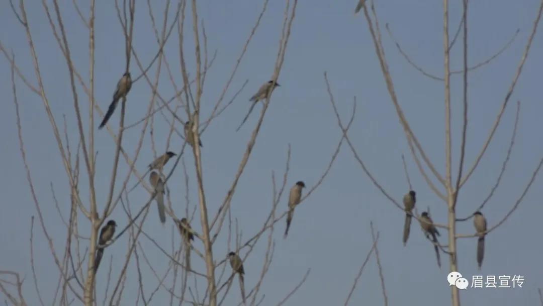 眉县花开的地方,眉县槐芽镇踏青赏花