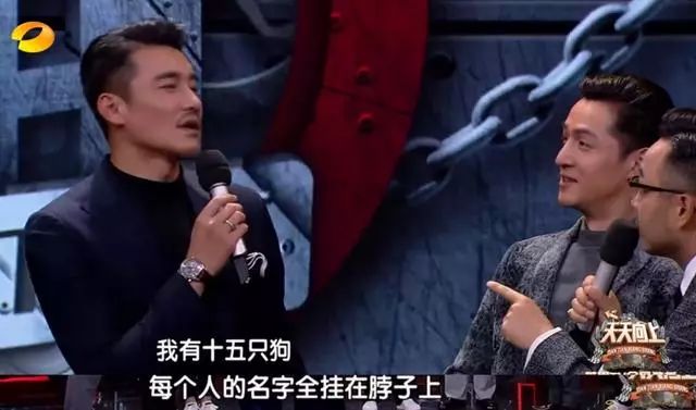 胡歌养的5只什么猫,胡歌的宠物猫