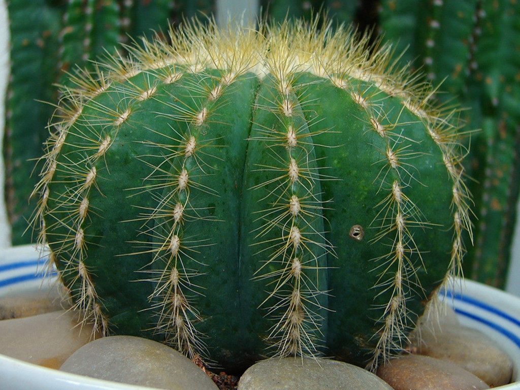 仙人球烂根了怎么处理,仙人球烂根的原因和解决方法