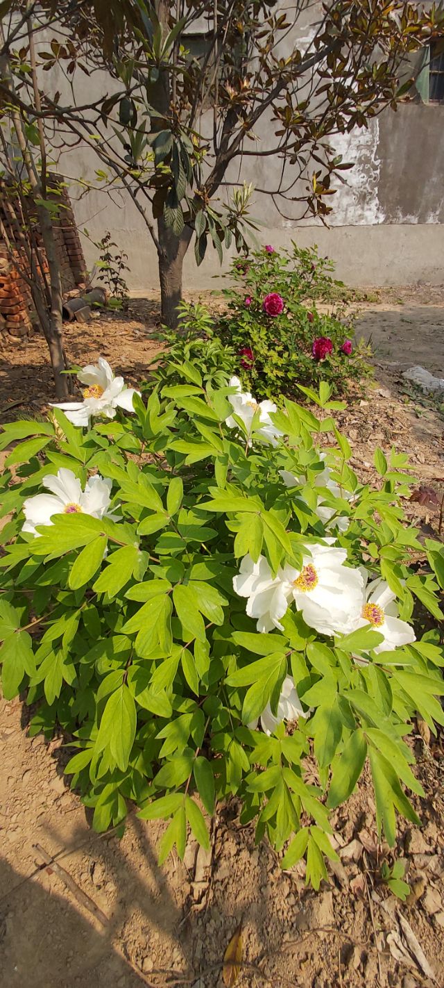 农村房子空地小花园,农村自建房院子种满花草