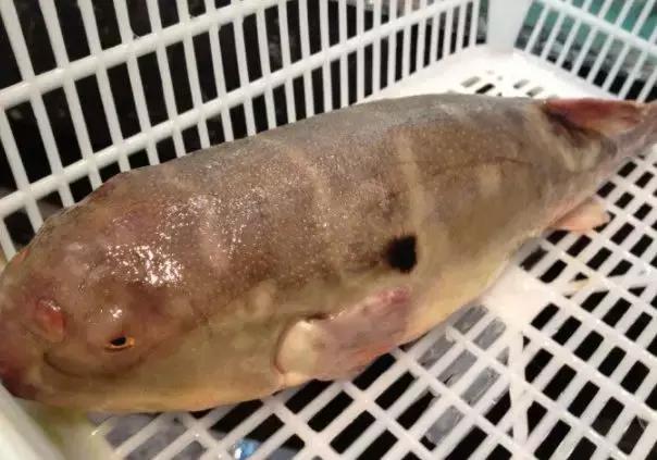 张家港好吃的饭菜,张家港好吃分享