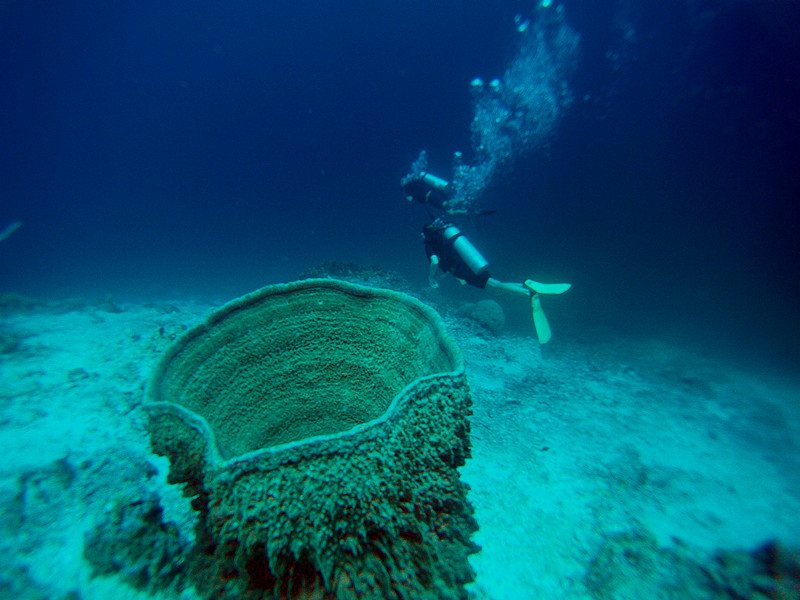 兰塔哈哈岛简介,泰国芭提雅兰岛潜水