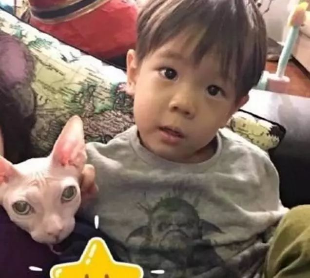 胡歌养的5只什么猫,胡歌的宠物猫